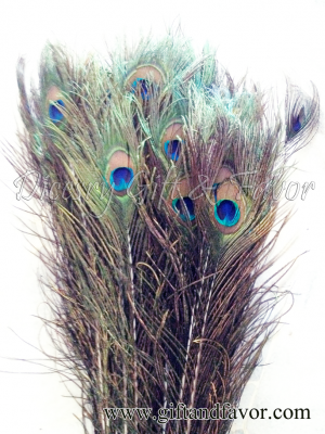 Peacock Feathers