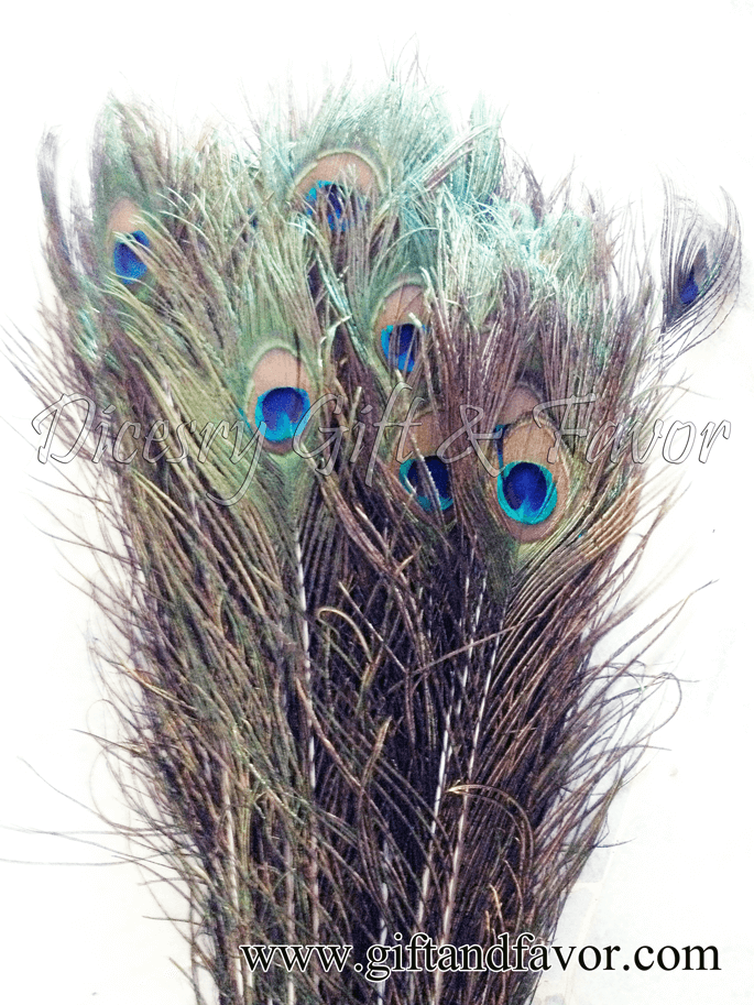 Peacock Feathers