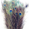 Peacock Feathers